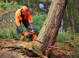 Best Tree Trimming and Pruning  in Hanceville, AL