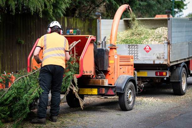 Trusted Hanceville, AL Tree Services Experts