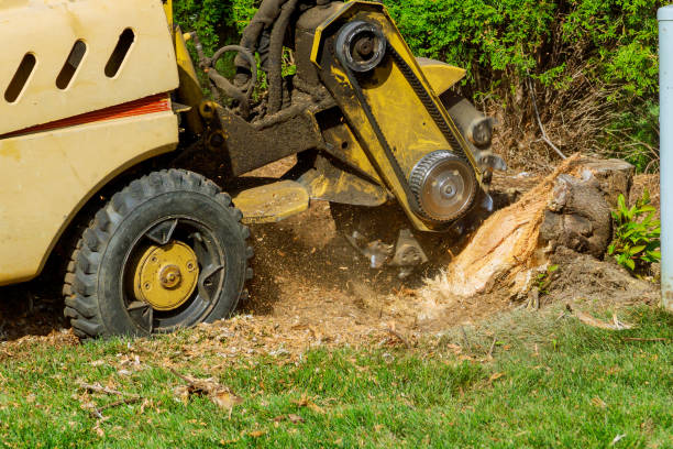 Best Lawn Grading and Leveling  in Hanceville, AL