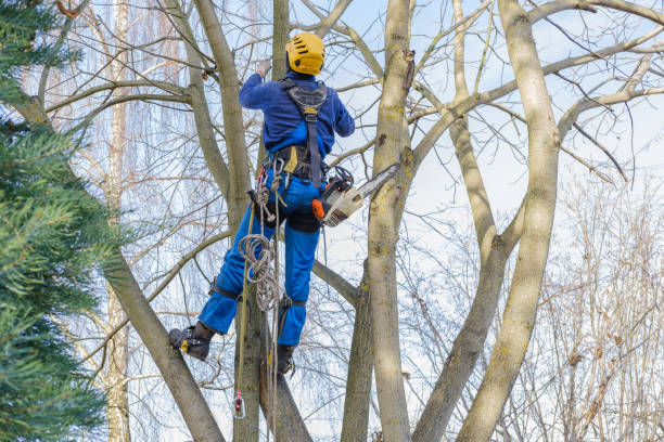Best Tree Cabling and Bracing  in Hanceville, AL
