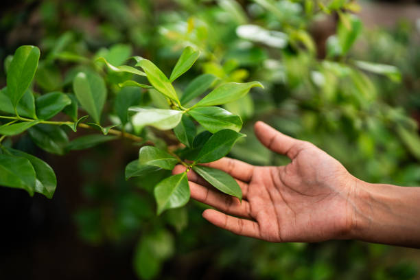 Best Pest Control for Lawns  in Hanceville, AL