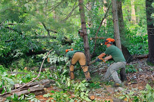 Best Lawn Watering Services  in Hanceville, AL