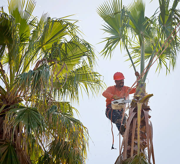 Best Emergency Tree Removal  in Hanceville, AL
