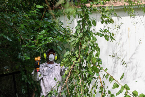 Best Tree and Shrub Care  in Hanceville, AL