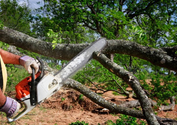 Best Tree Mulching  in Hanceville, AL